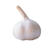 Česnek