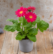 Gerbera mix, průměr květináče 10 cm