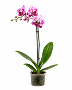Orchidej Phalaenopsis 2 výhony průměr květináče 12cm / 1ks