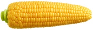 Kukuřice, 1 ks