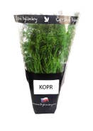 Kopr, kelímek