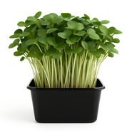 Ředkvička Daikon, vanička