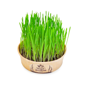 Velikonoční osení ø15cm, 1 ks