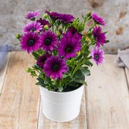 Osteospermum (paprskovka), průměr květináče 10,5 cm