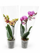 Orchidej Phalaenopsis 1 výhon, průměr květináče 9 cm, 1ks