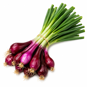 Cibulka lahůdková červená, svazek